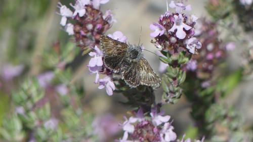 Omia cymbalariae